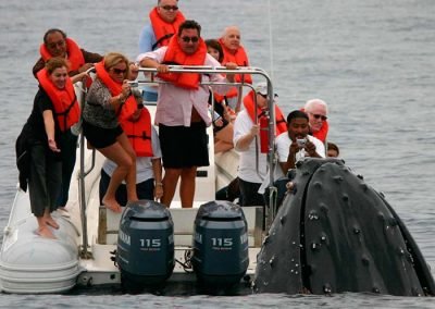 Whale Watching