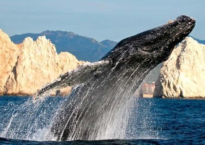 Whale Watching