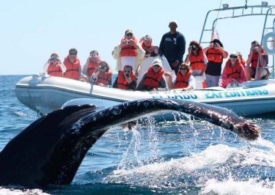 Whale Watching