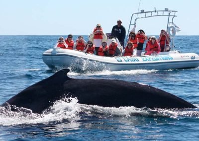 Whale Watching