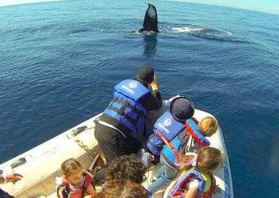 Whale Watching