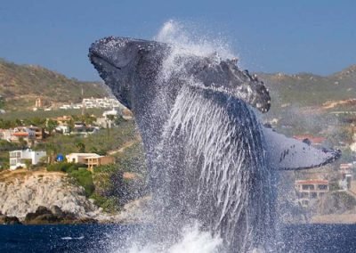 Whale Watching
