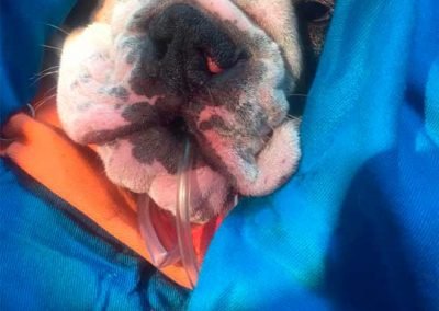 Bulldog with cleft palate and plastic surgery correction.