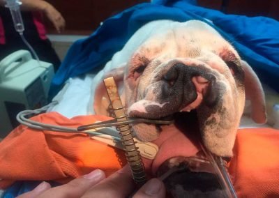 Bulldog with cleft palate and plastic surgery correction.