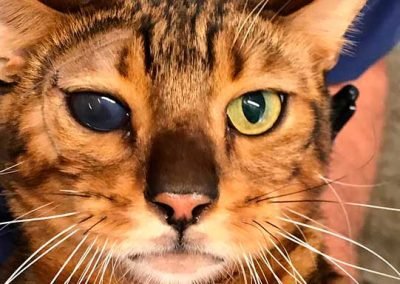 Cat with intraocular prothesis.
