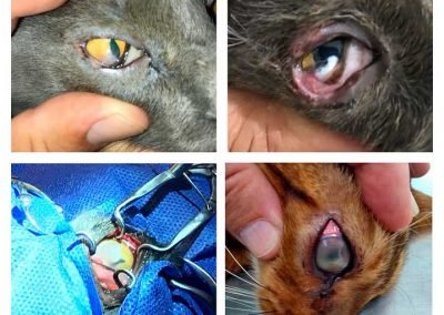 Cat with corneal ulcer and correction of the ulcer with a conjuntival flap