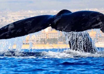 Whale Watching