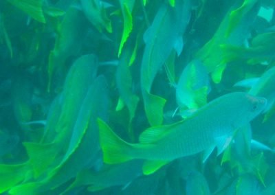 Land’s End kayak & Snorkel Tour