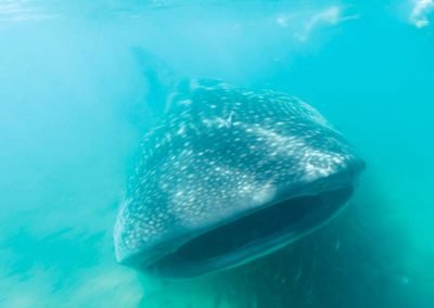 Swimming with Whale Sharks