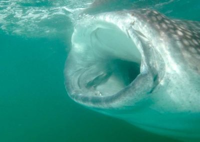 Swimming with Whale Sharks