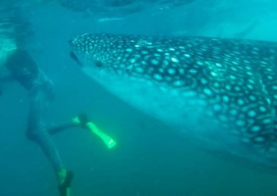 Swimming with Whale Sharks