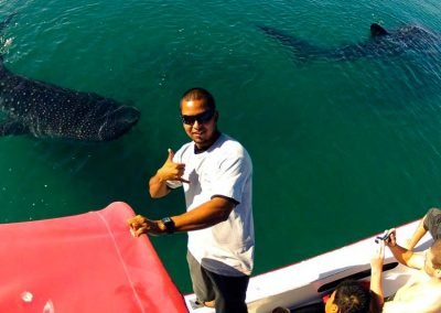 Swimming with Whale Sharks