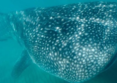 Swimming with Whale Sharks