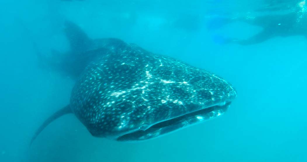 Swimming with Whale Sharks in La Paz, Baja, Mexico