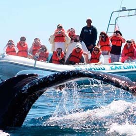 Whale Watching l Tours and Activities in Cabo San Lucas
