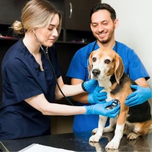 Vet Visits - Los Cabos